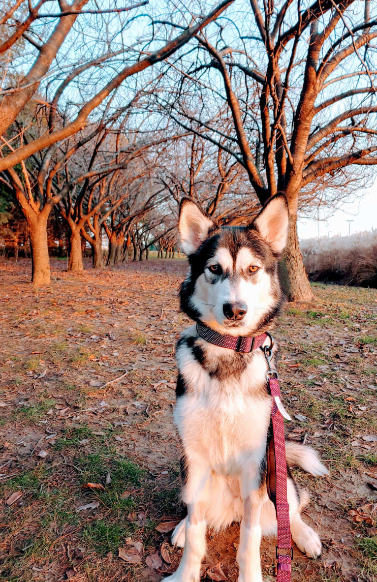 Kimber, an Alaskan Malamute tested with EmbarkVet.com