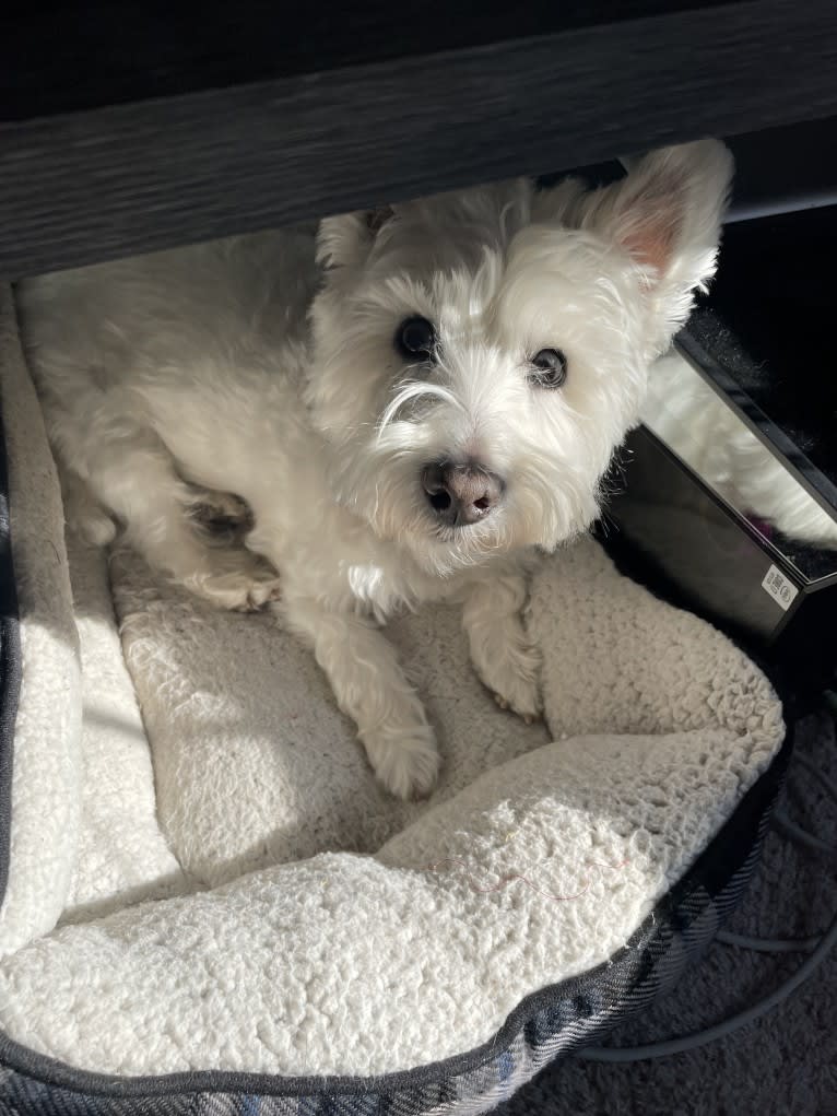 Dylan, a West Highland White Terrier tested with EmbarkVet.com