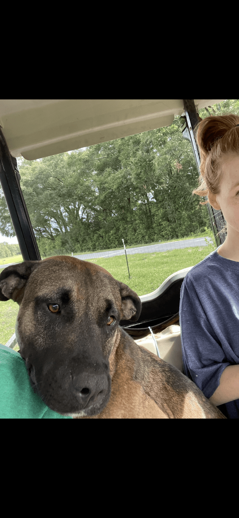 Duke, an American Pit Bull Terrier and Siberian Husky mix tested with EmbarkVet.com