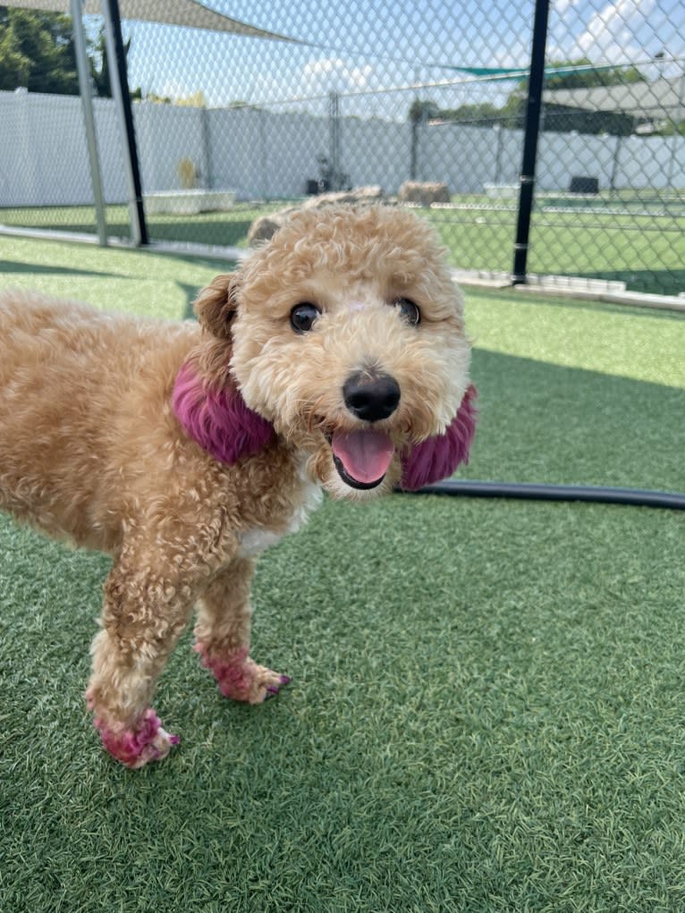 Bailee, a Bichonpoo tested with EmbarkVet.com