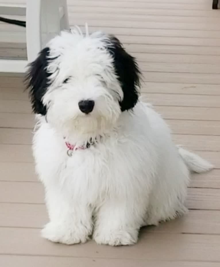 Bear, a Bernedoodle tested with EmbarkVet.com