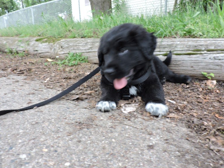 Mason, a Great Pyrenees and Labrador Retriever mix tested with EmbarkVet.com