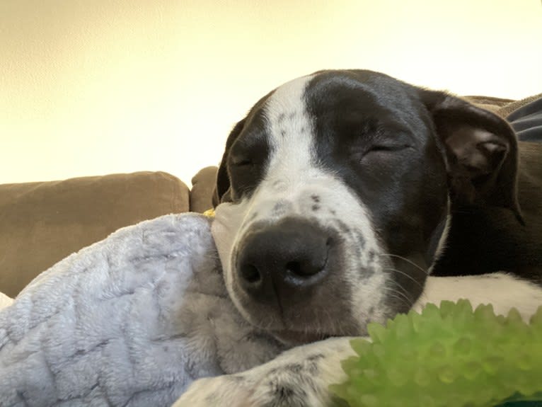 Luckie, an American Pit Bull Terrier and Border Collie mix tested with EmbarkVet.com