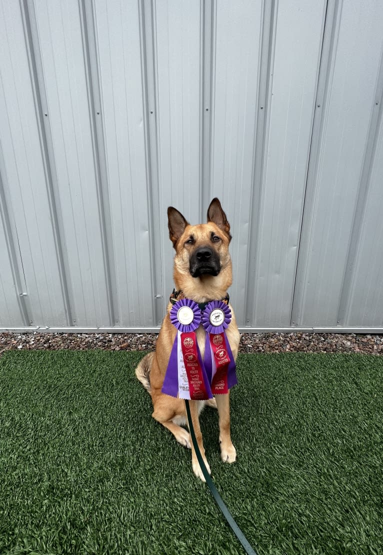 Everhett, a German Shepherd Dog and Australian Cattle Dog mix tested with EmbarkVet.com