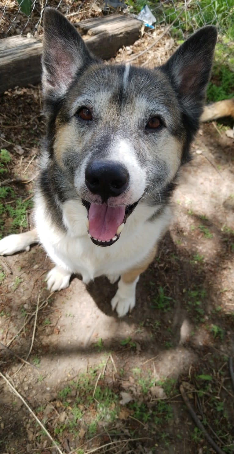 Lucky, an Australian Cattle Dog and Samoyed mix tested with EmbarkVet.com