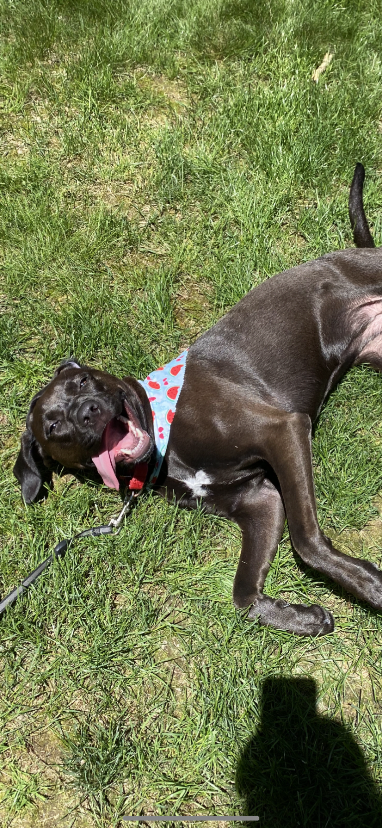 Scarlett, an American Pit Bull Terrier and Black and Tan Coonhound mix tested with EmbarkVet.com