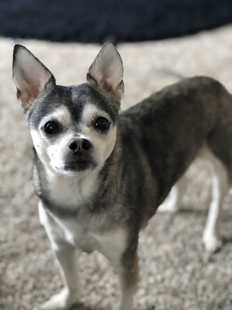 Bruce Wayne Smith, a Chihuahua and Toy Fox Terrier mix tested with EmbarkVet.com