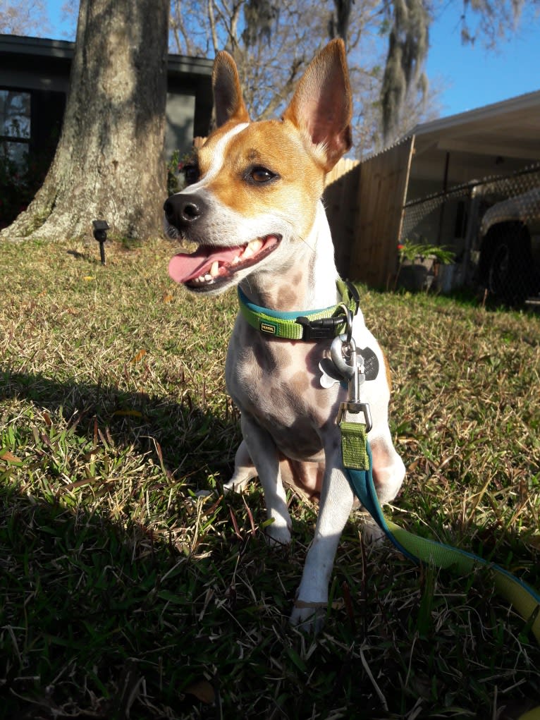 Anastasia "Annie" Betesh, a Chihuahua and Yorkshire Terrier mix tested with EmbarkVet.com