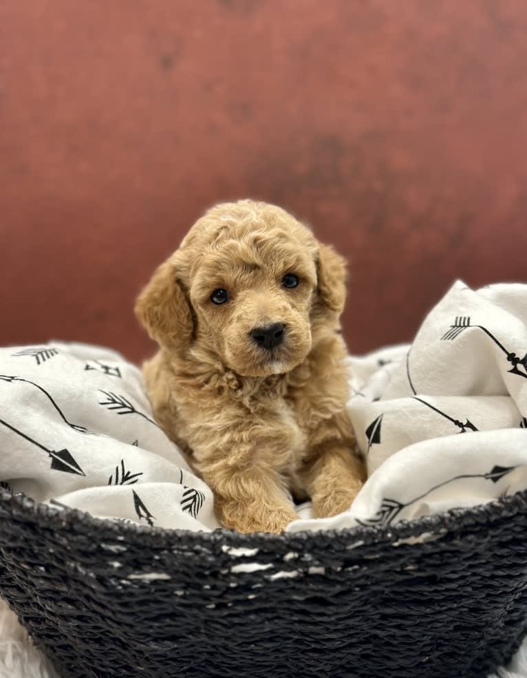 Rocky, a Poodle tested with EmbarkVet.com