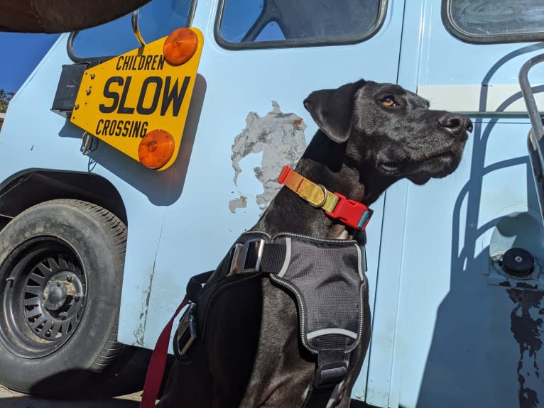 Amici Boi, a Boxer and Labrador Retriever mix tested with EmbarkVet.com