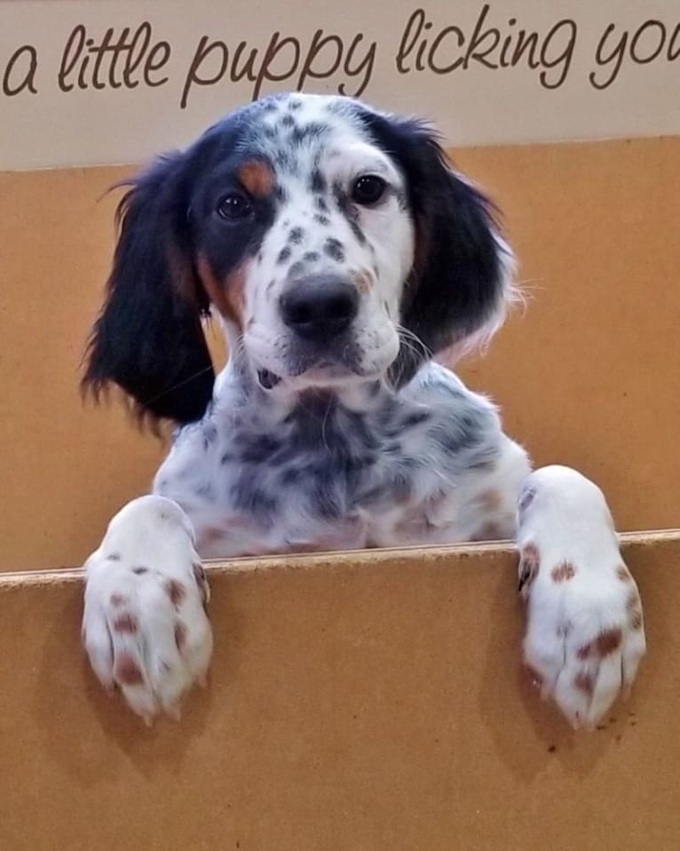 Shelby, a Llewellin Setter tested with EmbarkVet.com