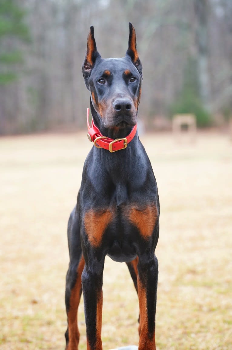 Duke, a Doberman Pinscher tested with EmbarkVet.com