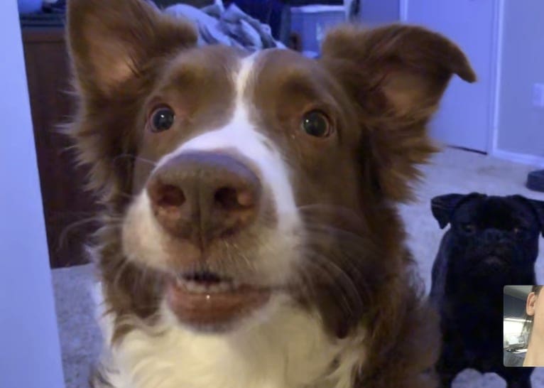 Christopher, an Australian Shepherd and Border Collie mix tested with EmbarkVet.com