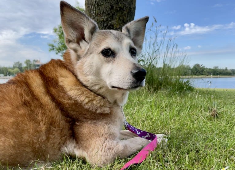 Koda, a Russell-type Terrier and German Shepherd Dog mix tested with EmbarkVet.com
