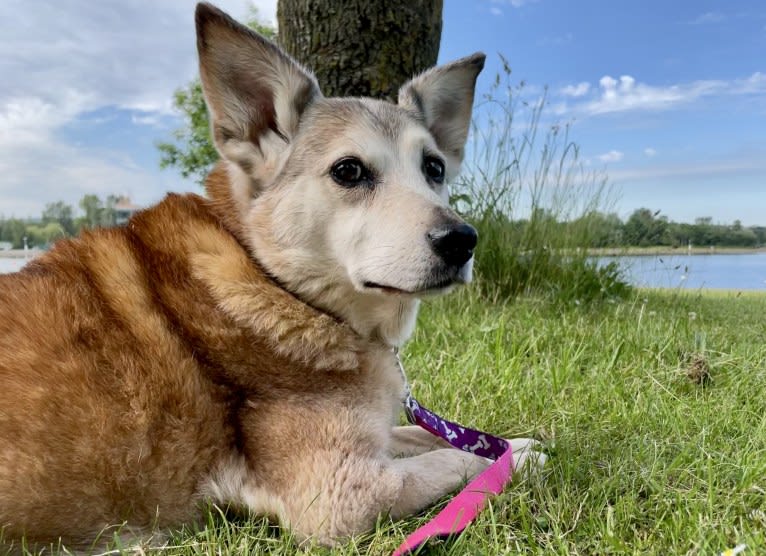 Koda, a Russell-type Terrier and German Shepherd Dog mix tested with EmbarkVet.com