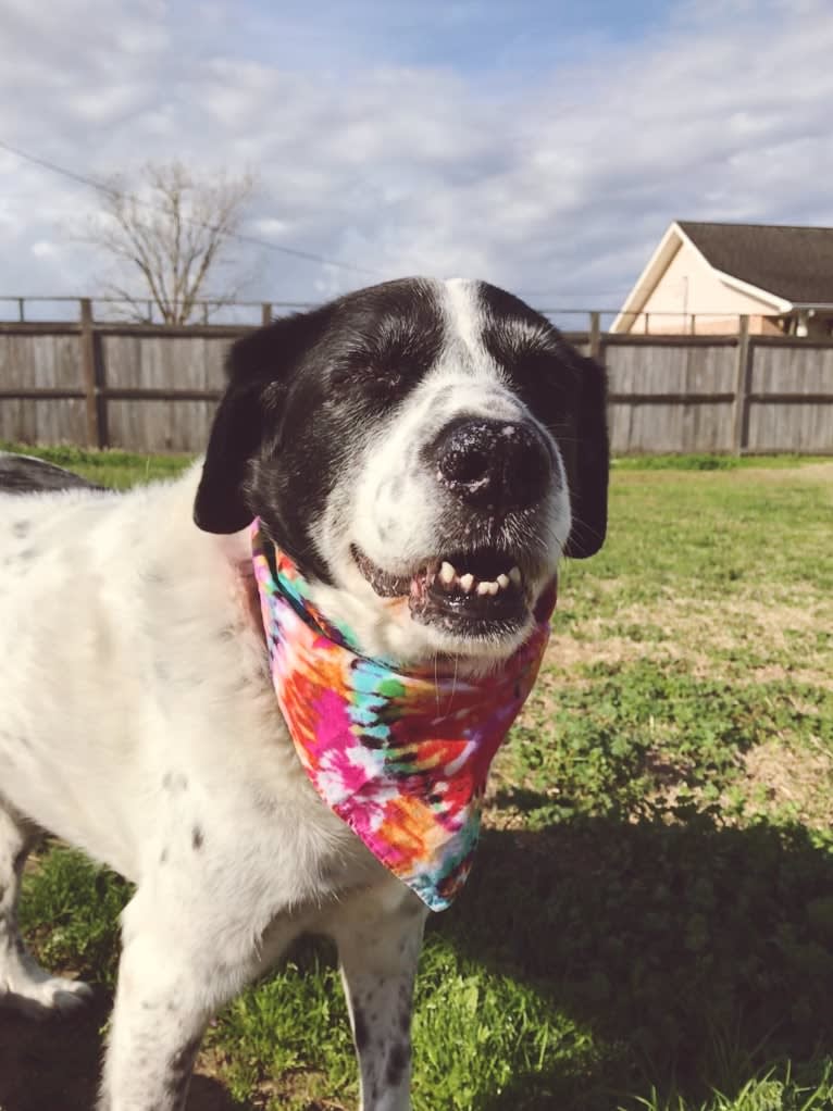 Sheba, a Labrador Retriever and Great Pyrenees mix tested with EmbarkVet.com