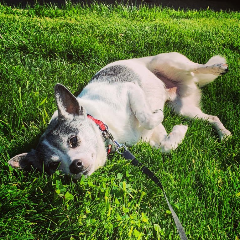 Burt, a Shih Tzu and Chihuahua mix tested with EmbarkVet.com