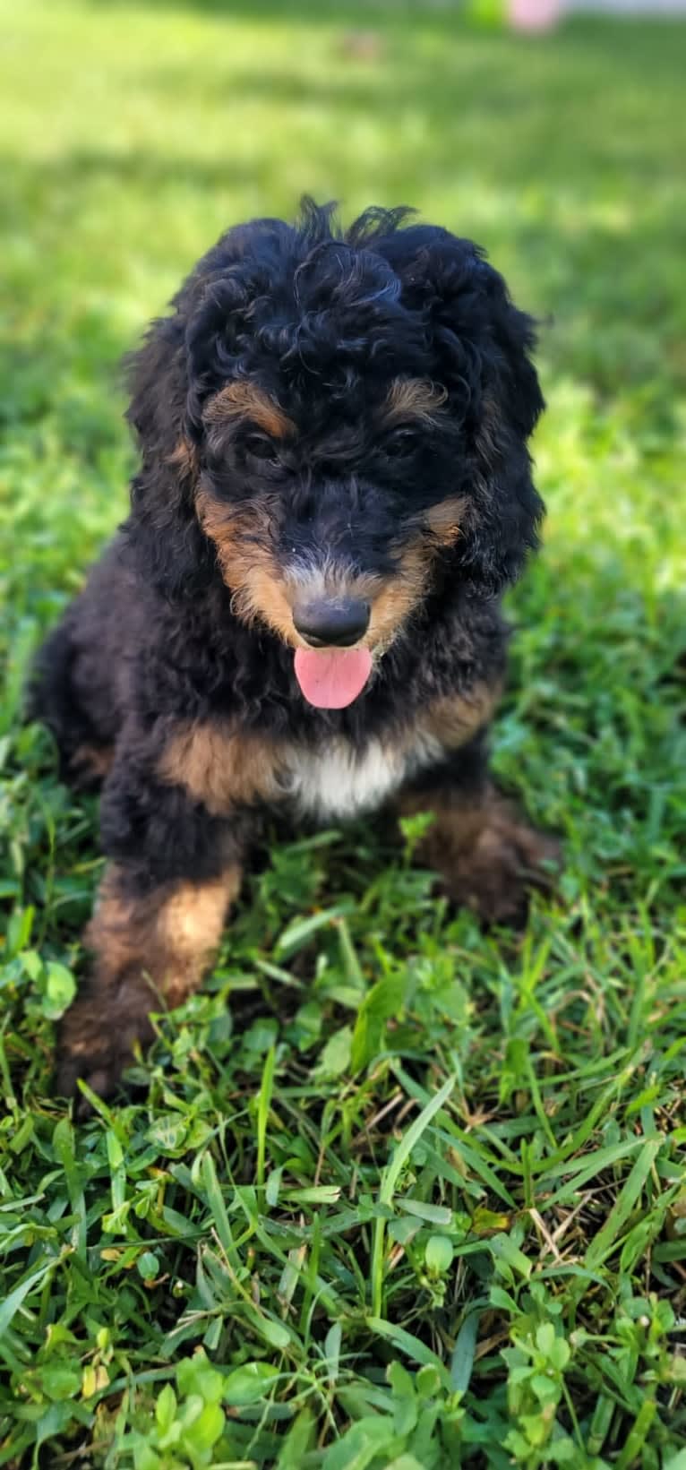 Ferdinand, a Bernedoodle tested with EmbarkVet.com