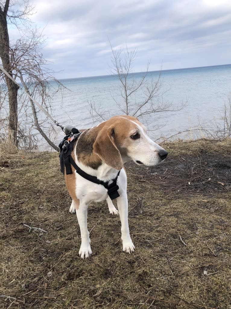 Celia, an American Foxhound tested with EmbarkVet.com