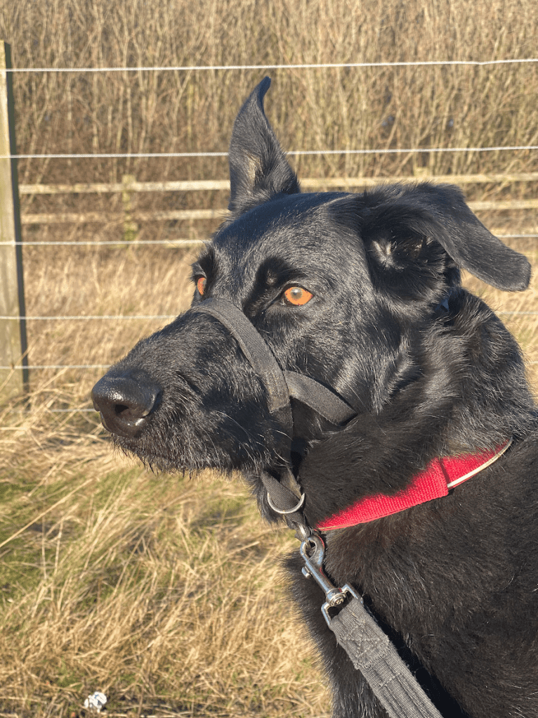 Photo of Charlie, a Poodle (Standard), German Shepherd Dog, Labrador Retriever, Alaskan Malamute, and Siberian Husky mix in Shiremoor, England, United Kingdom