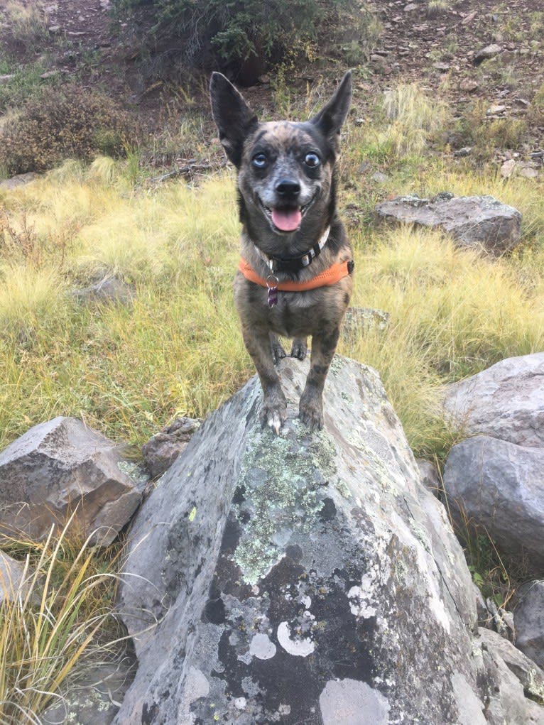 Ochi, a Chihuahua and Pomeranian mix tested with EmbarkVet.com