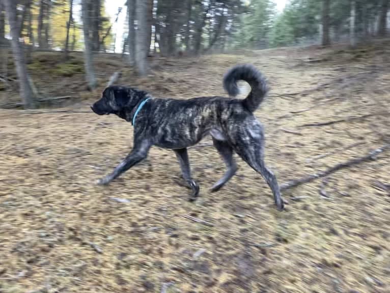 Ares, an Anatolian Shepherd Dog tested with EmbarkVet.com