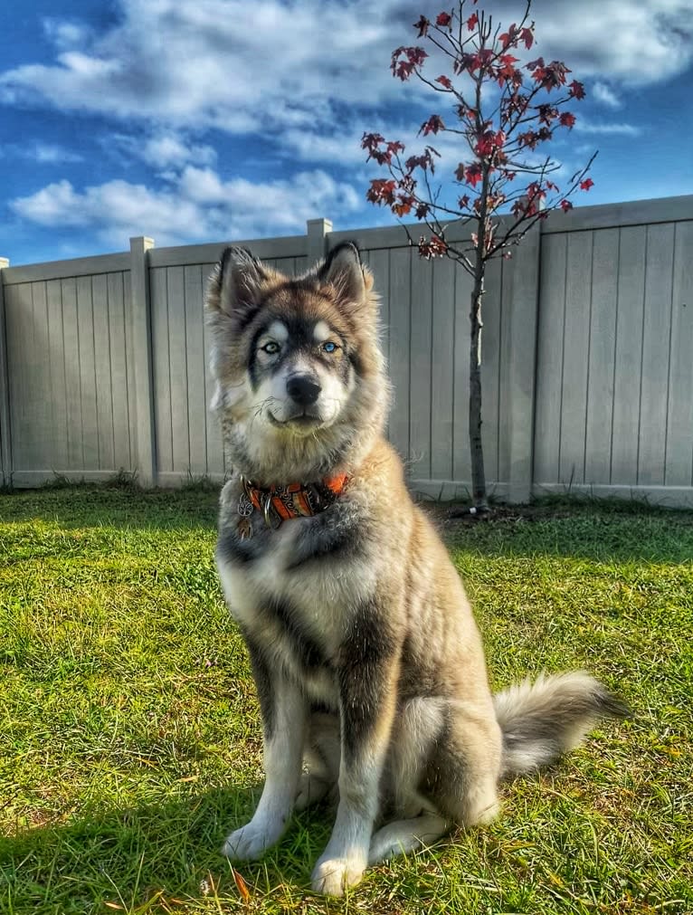 Cider, a Siberian Husky tested with EmbarkVet.com