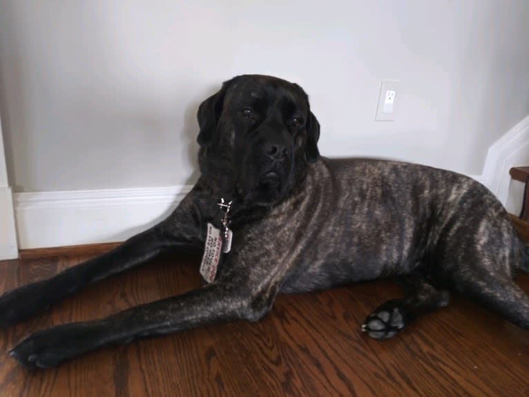 Izzy, a Mastiff tested with EmbarkVet.com