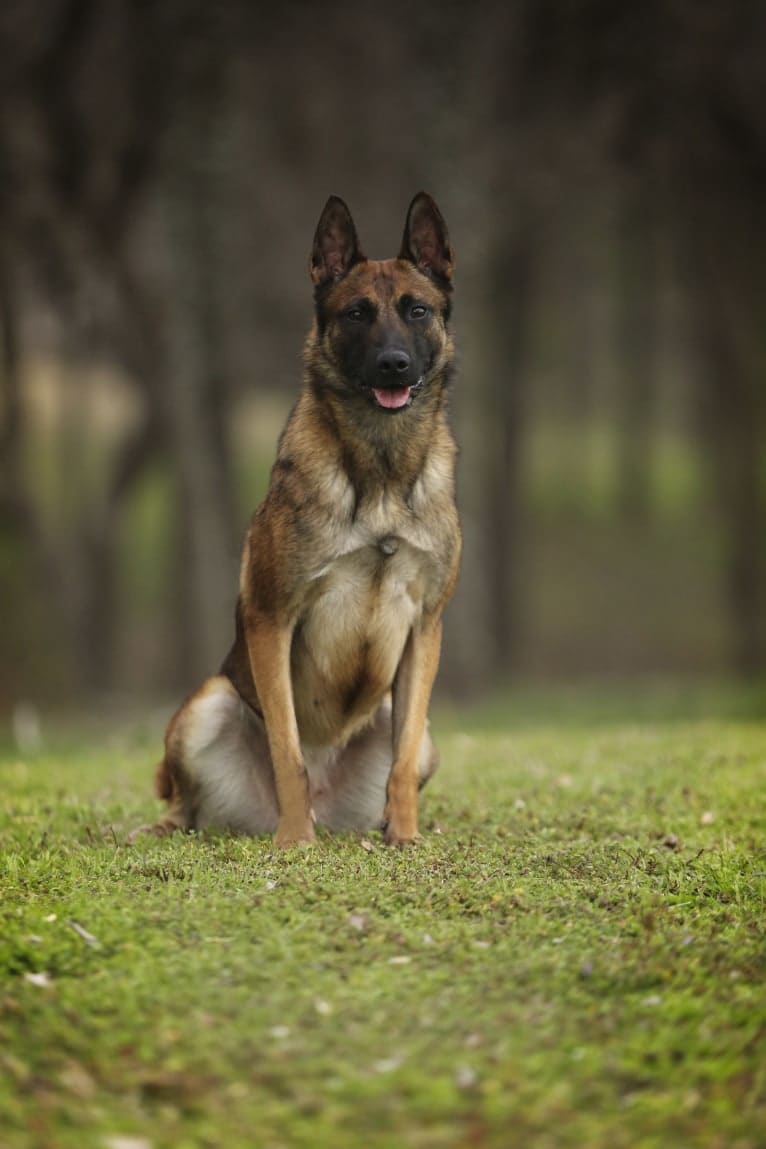 Elle, a Belgian Shepherd tested with EmbarkVet.com