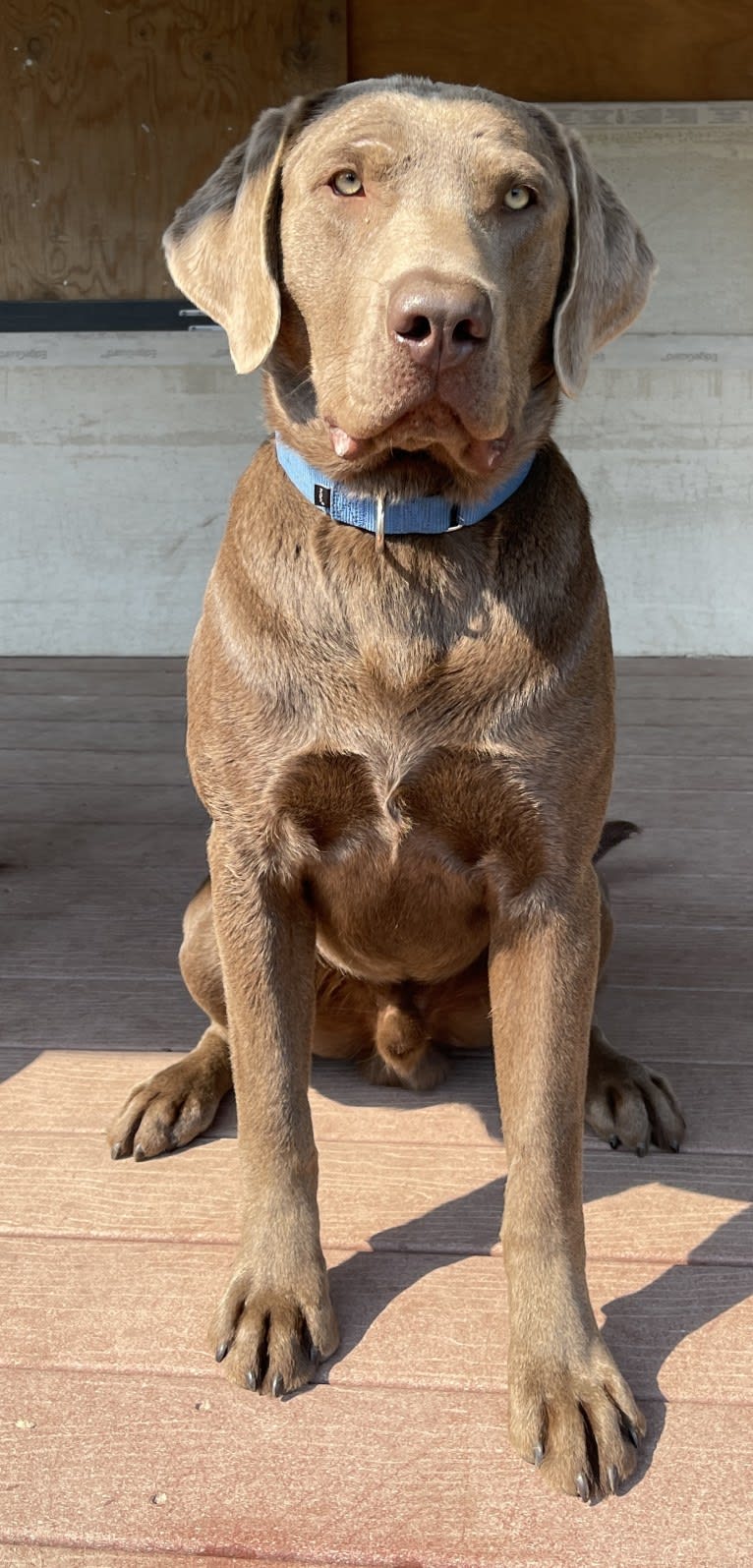 Brock, a Labrador Retriever tested with EmbarkVet.com