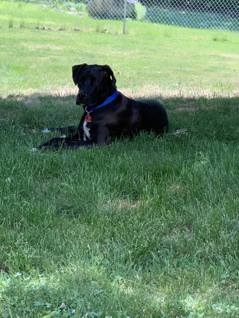 Buddy, an American Pit Bull Terrier and Great Dane mix tested with EmbarkVet.com