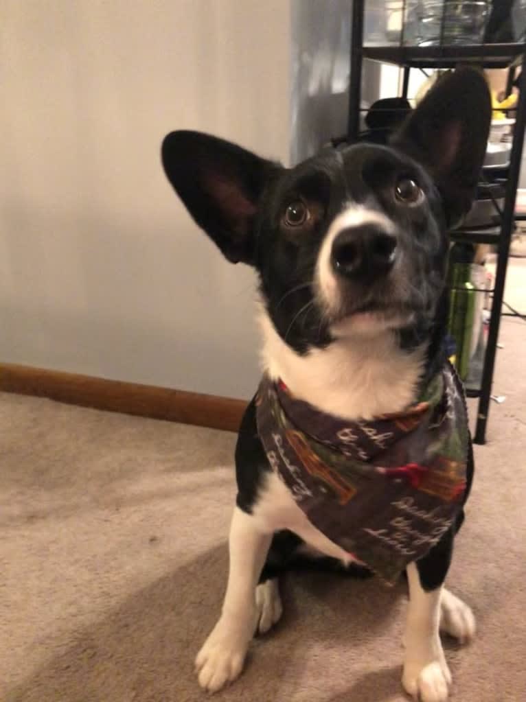 Newt, an Australian Cattle Dog and Border Collie mix tested with EmbarkVet.com