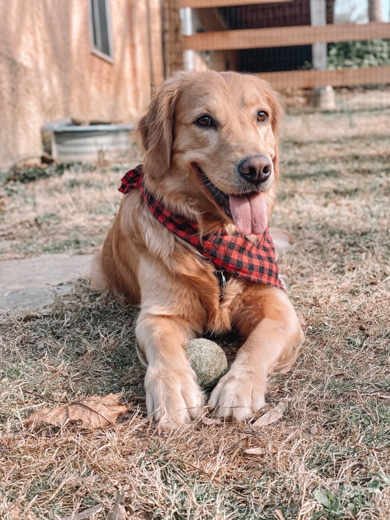 Marley, a Golden Retriever tested with EmbarkVet.com