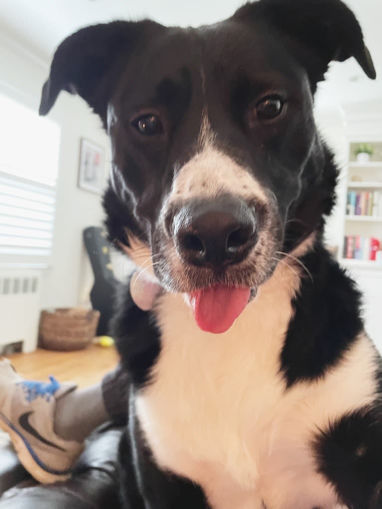 Marlowe Gandalf, a Siberian Husky and Australian Shepherd mix tested with EmbarkVet.com