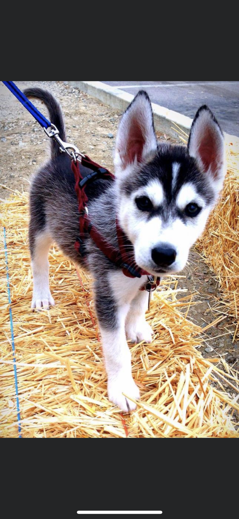 Buck, a Gerberian Shepsky tested with EmbarkVet.com