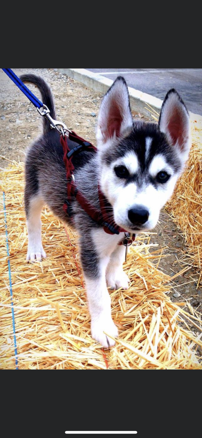 Buck, a Siberian Husky and German Shepherd Dog mix tested with EmbarkVet.com