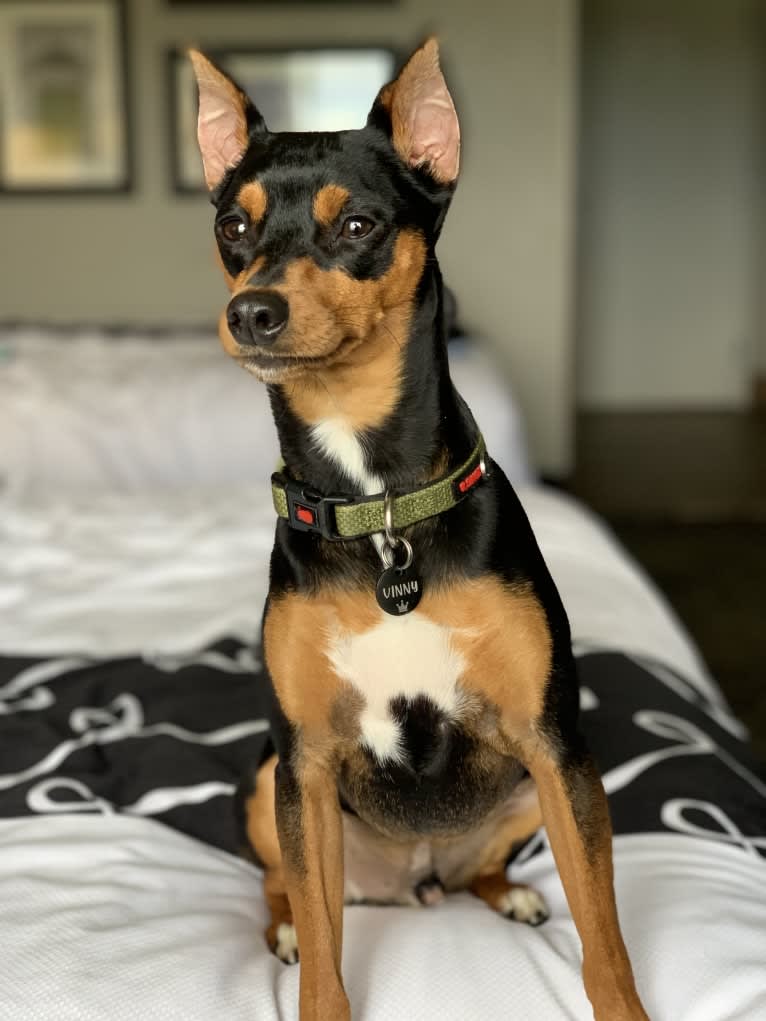 Vinny, a Miniature Pinscher tested with EmbarkVet.com
