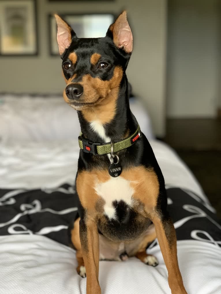 Vinny, a Miniature Pinscher tested with EmbarkVet.com