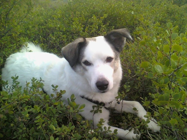 Buddy, an American Eskimo Dog and Norwegian Elkhound mix tested with EmbarkVet.com