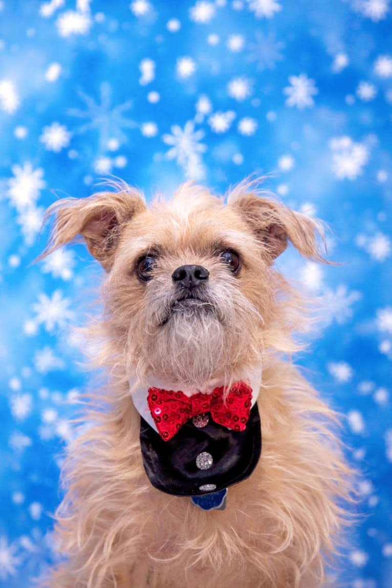 Buddy, a Chihuahua and Brussels Griffon mix tested with EmbarkVet.com