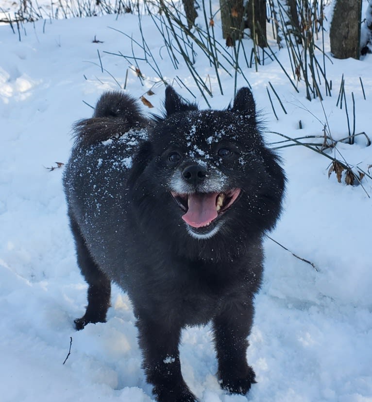 AJ Kaste, a Pomeranian and Pembroke Welsh Corgi mix tested with EmbarkVet.com