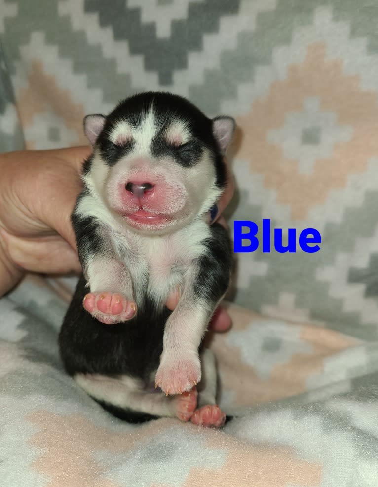 Brooklyn Blue, a Pomsky tested with EmbarkVet.com