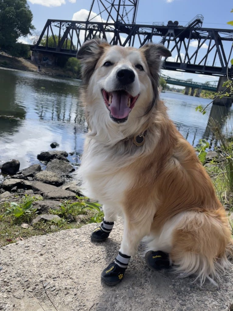 Shelby, a Border Collie and Great Pyrenees mix tested with EmbarkVet.com