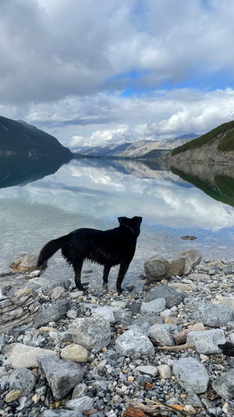 Sadie, a German Shepherd Dog and American Eskimo Dog mix tested with EmbarkVet.com