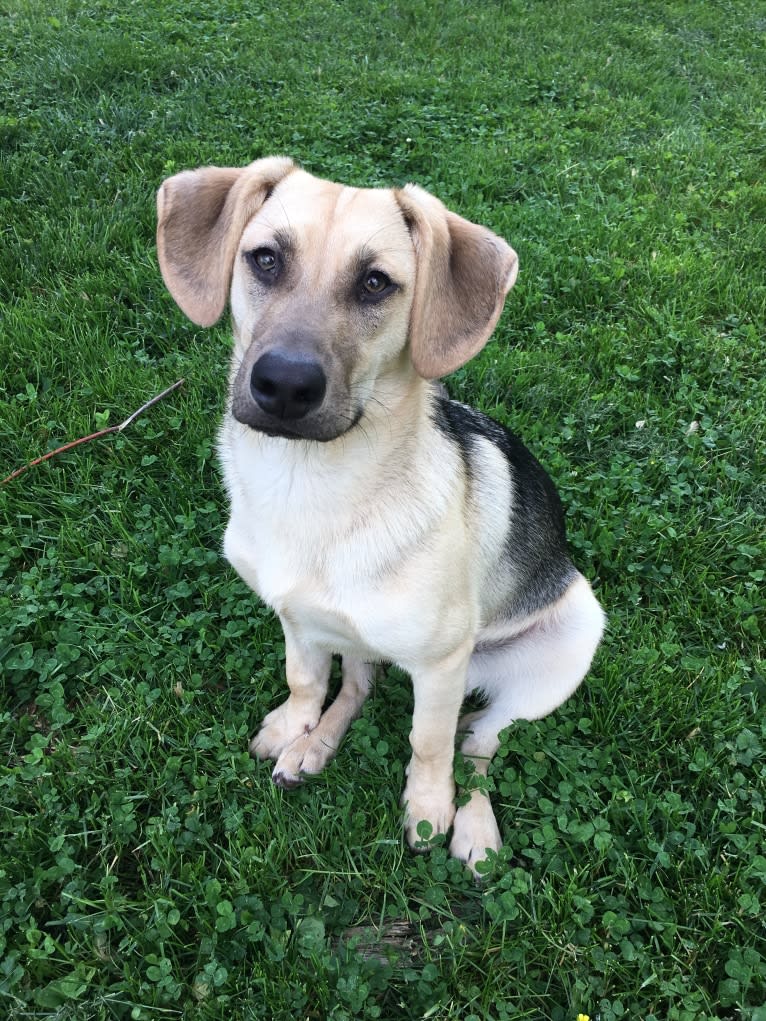 Fig, a Siberian Husky and Beagle mix tested with EmbarkVet.com