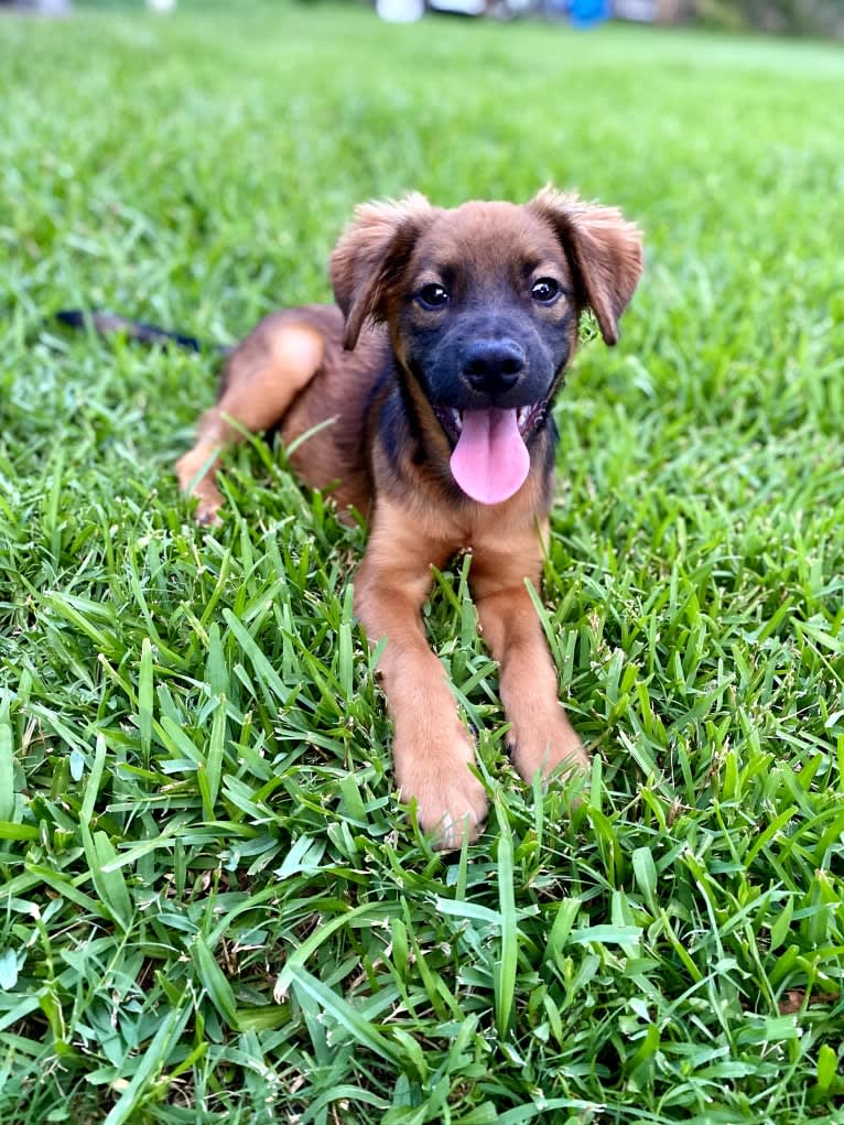 Koda, an American Pit Bull Terrier and Pomeranian mix tested with EmbarkVet.com