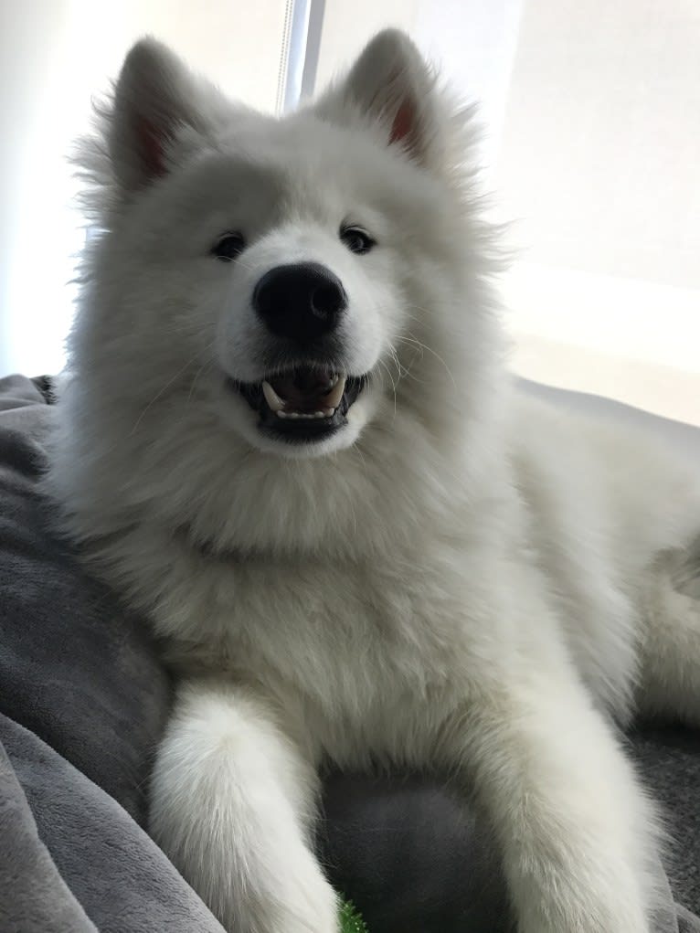 Jarvis, a Samoyed tested with EmbarkVet.com