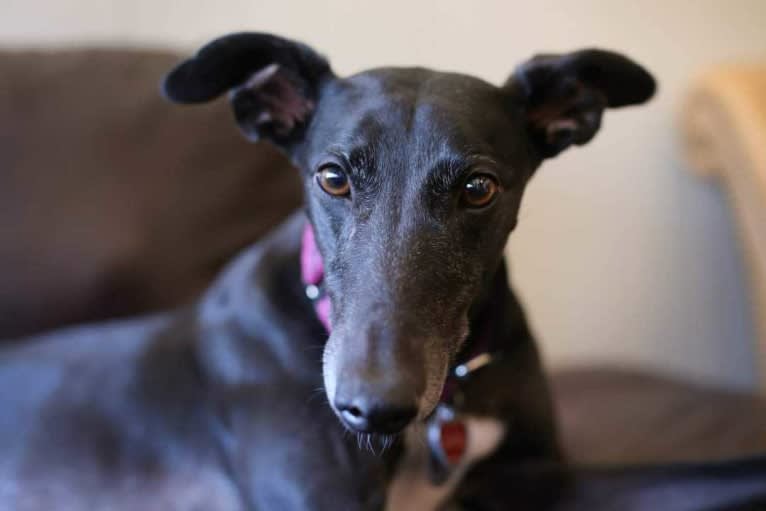 Sabil Black Moon "Uma", a Greyhound tested with EmbarkVet.com