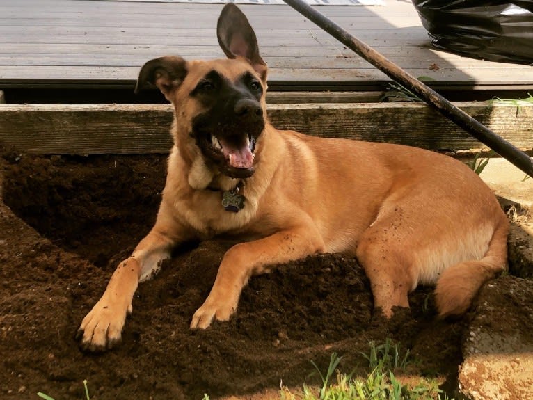 Forester, a German Shepherd Dog and Australian Cattle Dog mix tested with EmbarkVet.com