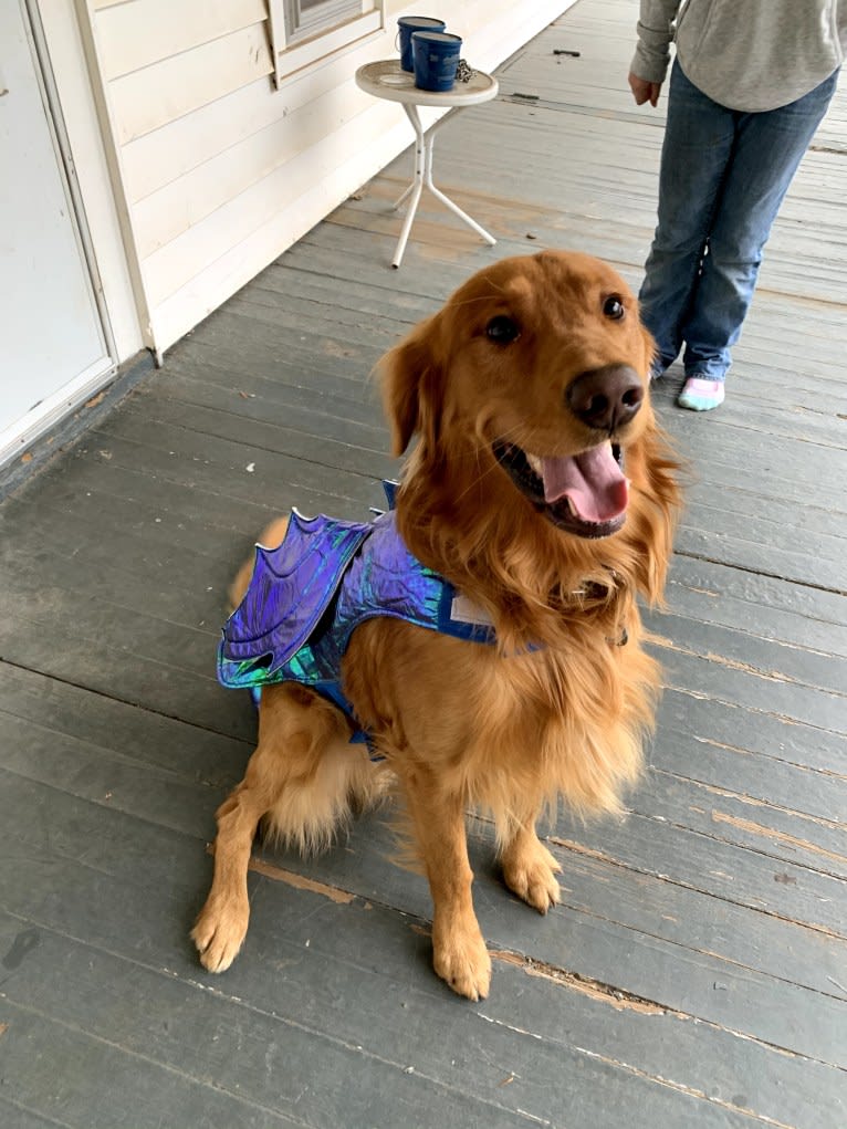 Cooper, a Golden Retriever tested with EmbarkVet.com